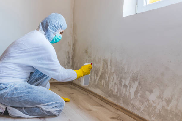 Licensed Mold Remediation service in Warrenton, VA - Cheap Mold Removal